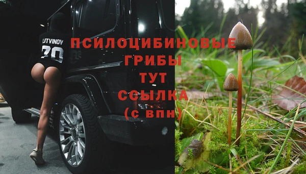 сатива Арсеньев
